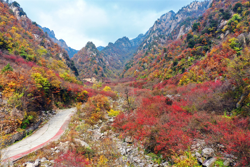 【原創(chuàng)】南陽(yáng)老界嶺：萬(wàn)畝山茱萸喜獲豐收_fororder_漫山遍野的山茱萸 攝影 楊永青