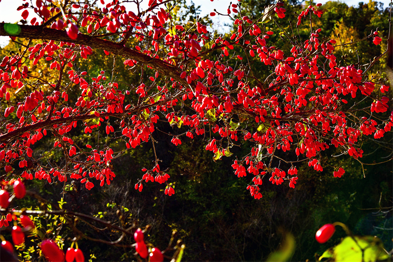 【原創(chuàng)】南陽(yáng)老界嶺：萬(wàn)畝山茱萸喜獲豐收_fororder_陽(yáng)光映照下的山茱萸 攝影 楊永青