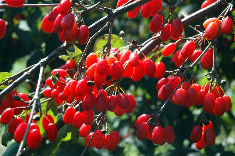 【原創(chuàng)】南陽(yáng)老界嶺：萬(wàn)畝山茱萸喜獲豐收_fororder_山茱萸在陽(yáng)光映照下顯得晶瑩剔透 攝影 楊永青