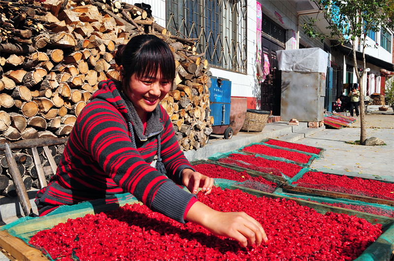 【原創(chuàng)】南陽(yáng)老界嶺：萬(wàn)畝山茱萸喜獲豐收_fororder_農(nóng)民分揀山茱萸 攝影 陳飛