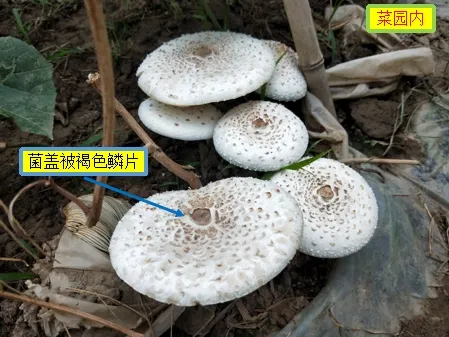 嘴饞吃了野生菇，拉稀拉進ICU！白蘑菇竟也有索命劇毒？