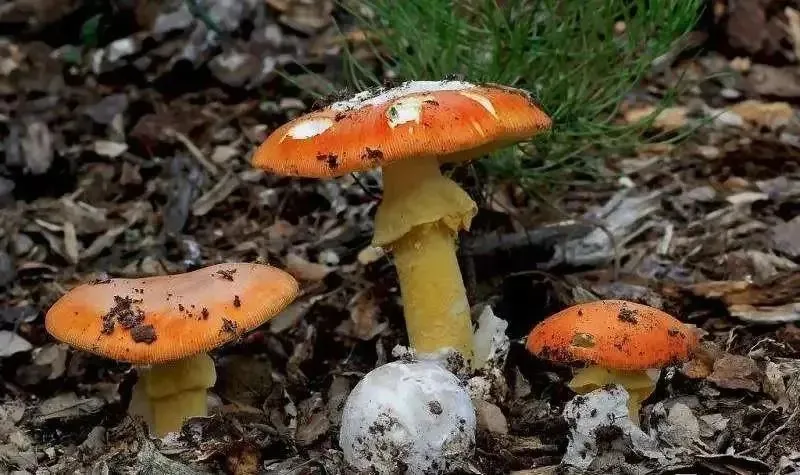嘴饞吃了野生菇，拉稀拉進ICU！白蘑菇竟也有索命劇毒？