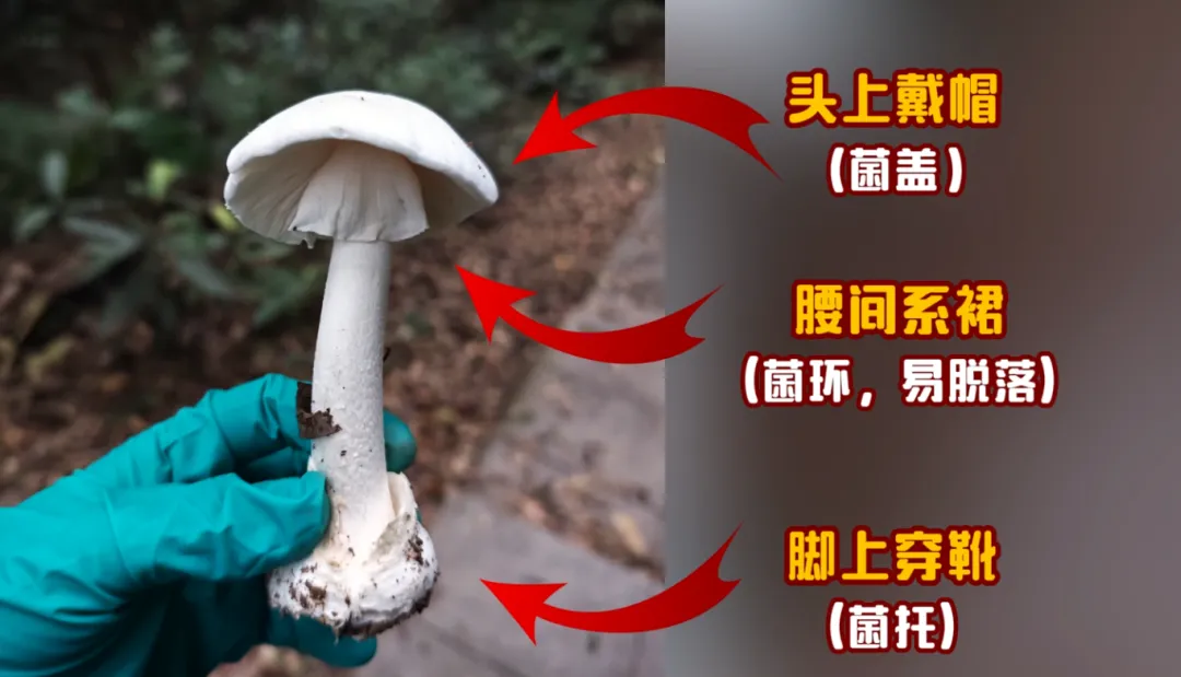 嘴饞吃了野生菇，拉稀拉進ICU！白蘑菇竟也有索命劇毒？