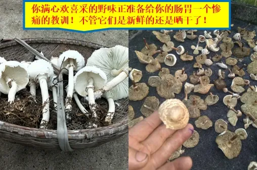 嘴饞吃了野生菇，拉稀拉進ICU！白蘑菇竟也有索命劇毒？