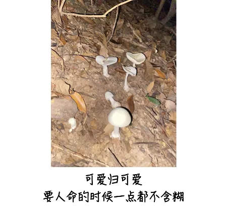 嘴饞吃了野生菇，拉稀拉進ICU！白蘑菇竟也有索命劇毒？