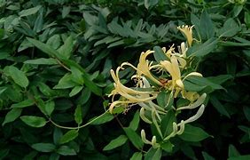 金銀花為什么會變色？