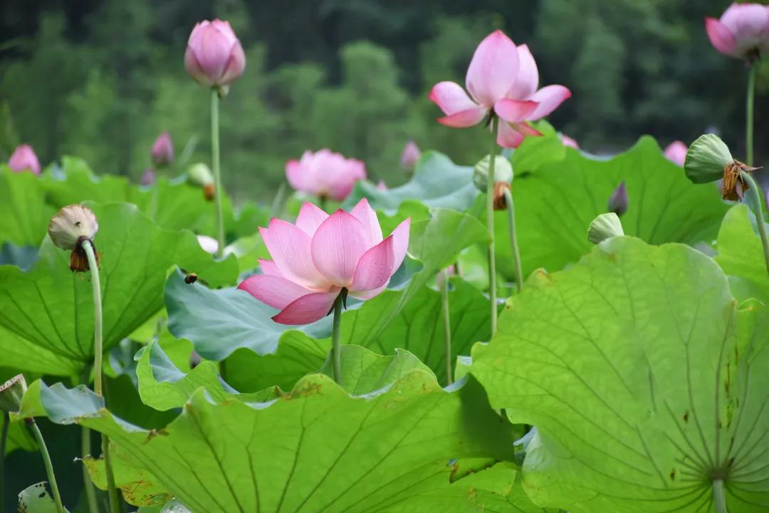 蓮子心中，自有深意——蓮子當(dāng)中含有諸多營養(yǎng)保健成分