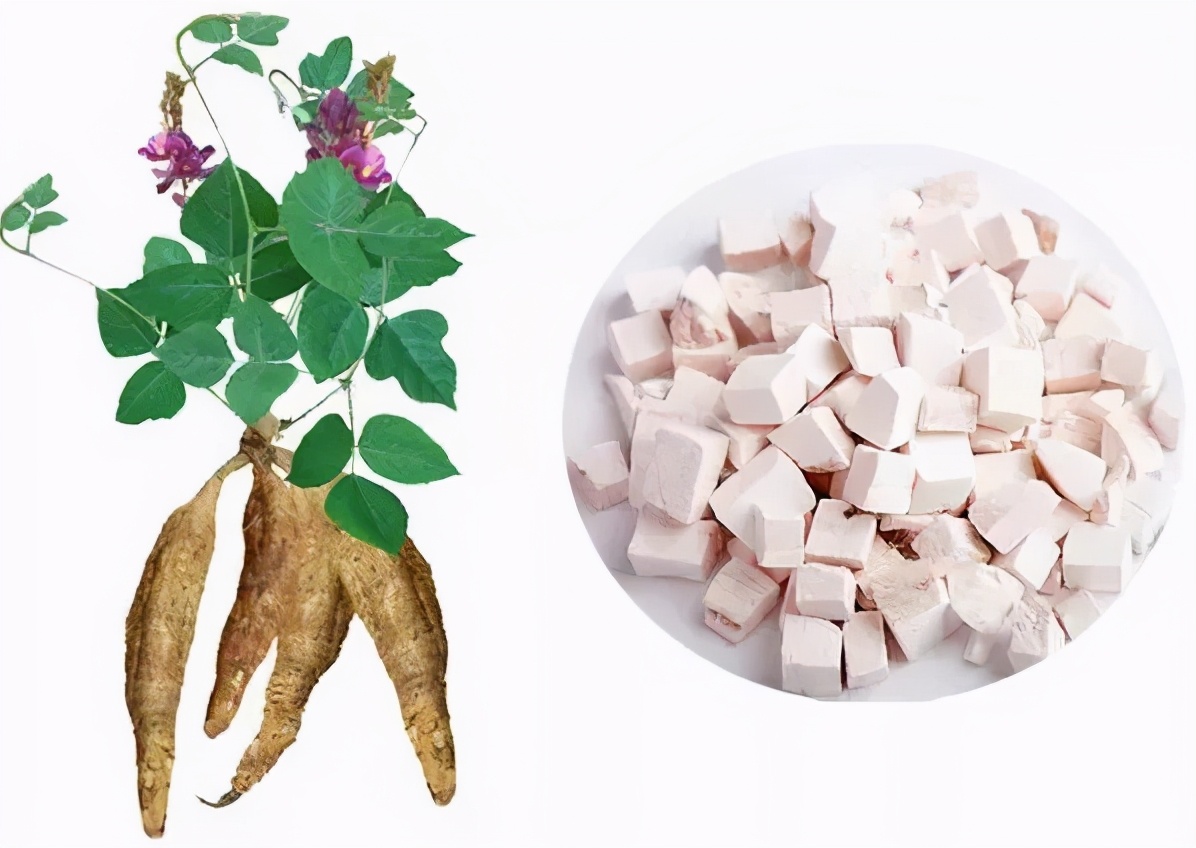 解肌退熱、生津止渴話葛根——藥食兩用歷史悠久，有“亞洲人參”的美譽