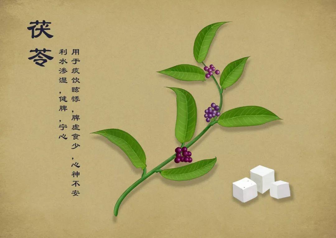 茯苓有祛除風(fēng)邪濕邪的作用，能健脾利濕，消除水腫