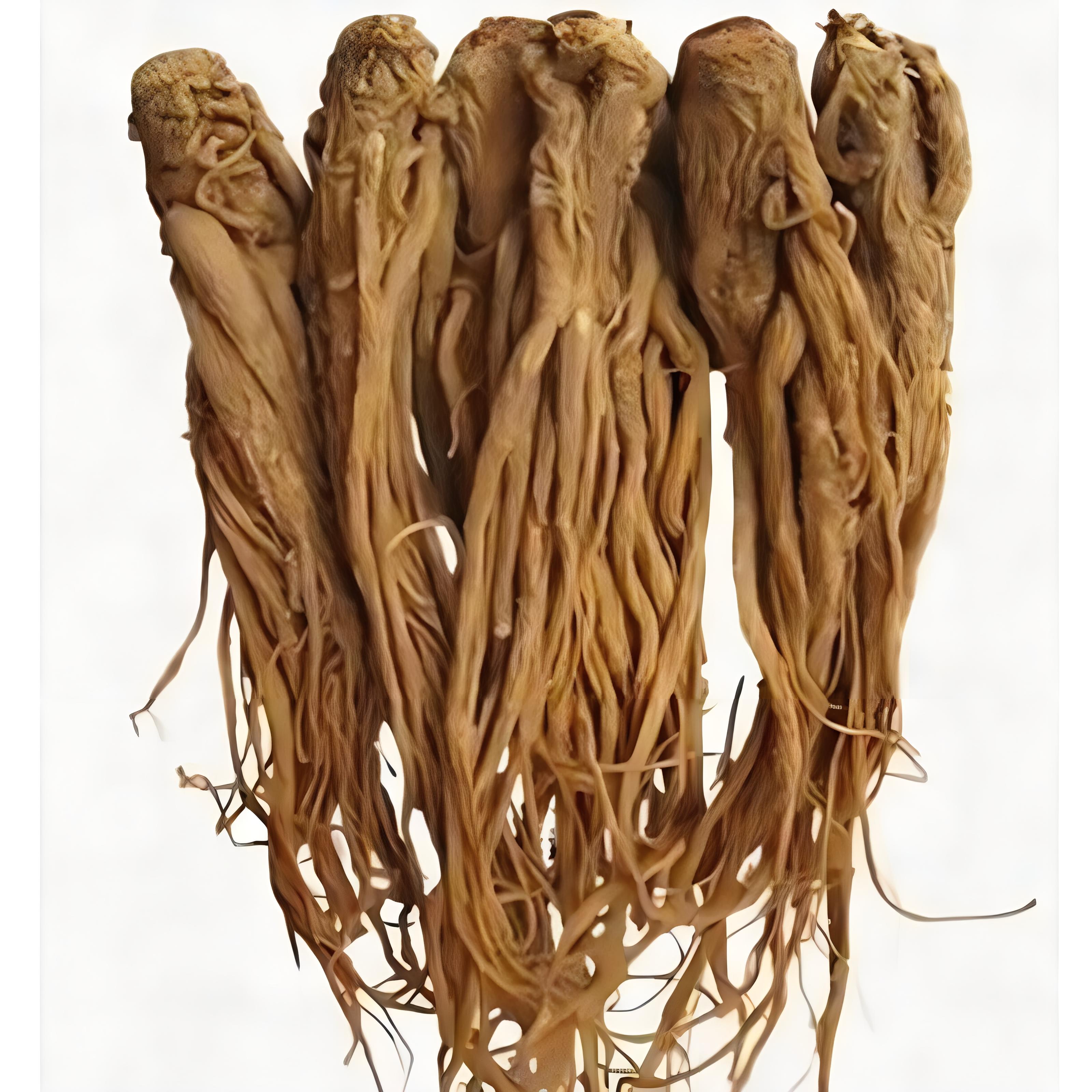 當(dāng)歸 當(dāng)歸