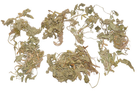 紫花地?。呵鍩峤舛?，涼血消腫