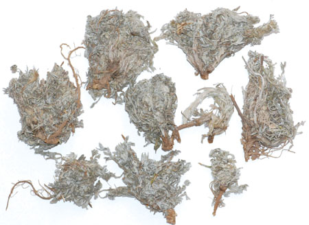 茵陳：清利濕熱，利膽退黃