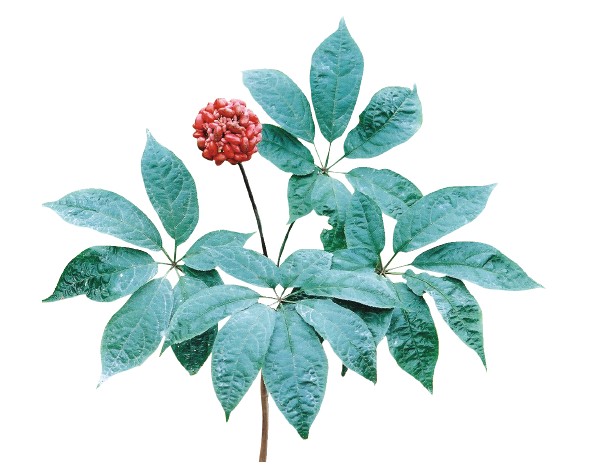 三七：散瘀止血，消腫定痛