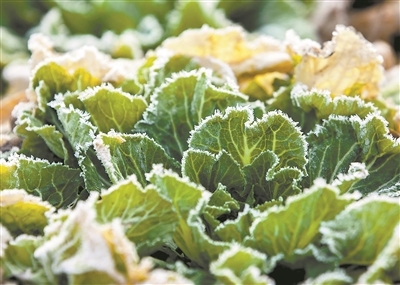 寒冷環(huán)境下蔬菜會將體內(nèi)淀粉轉(zhuǎn)化為糖分:霜打菜沒蔫反而有點甜