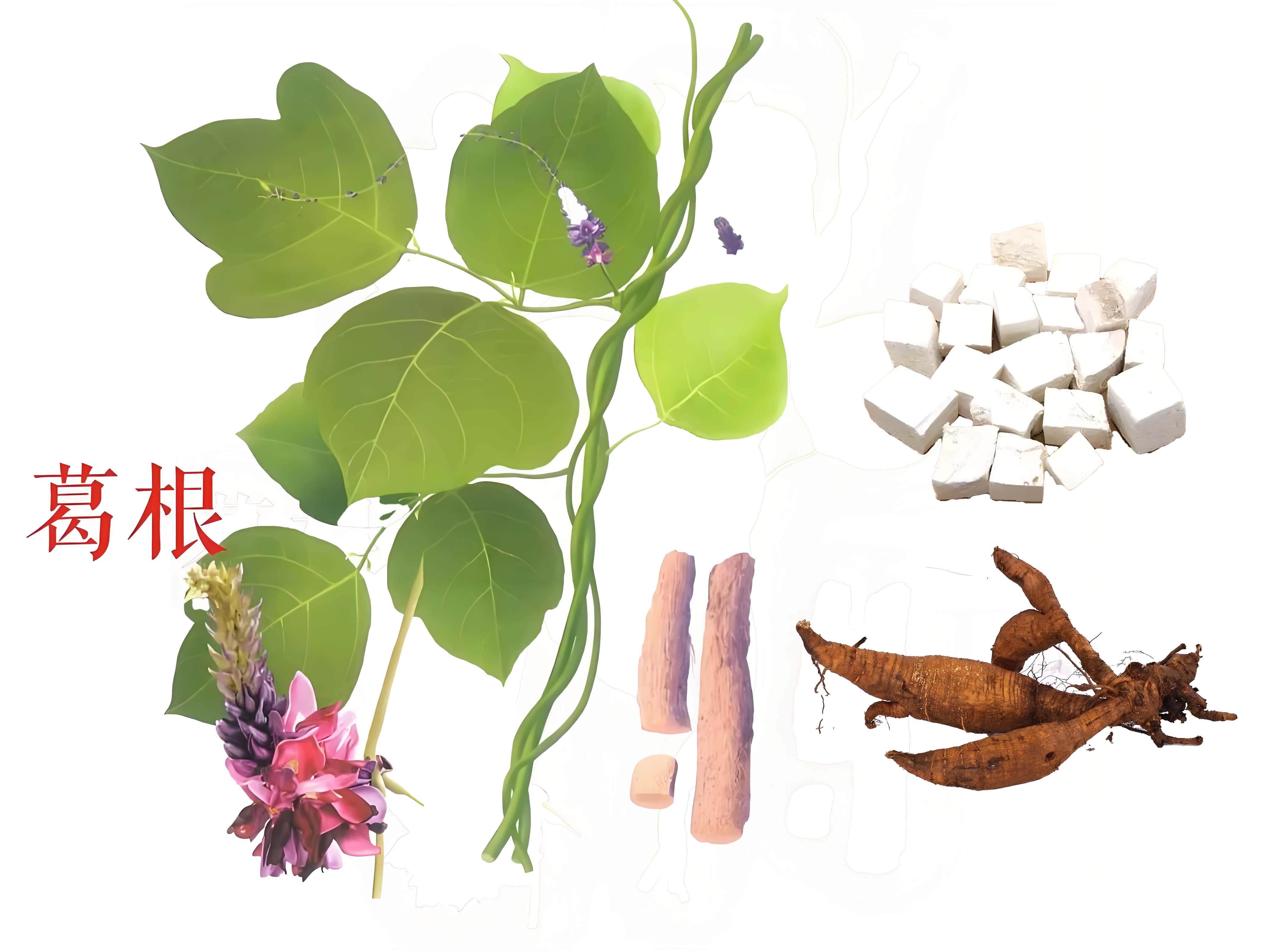 葛根：解肌退熱 生津 透疹 升陽(yáng)止瀉