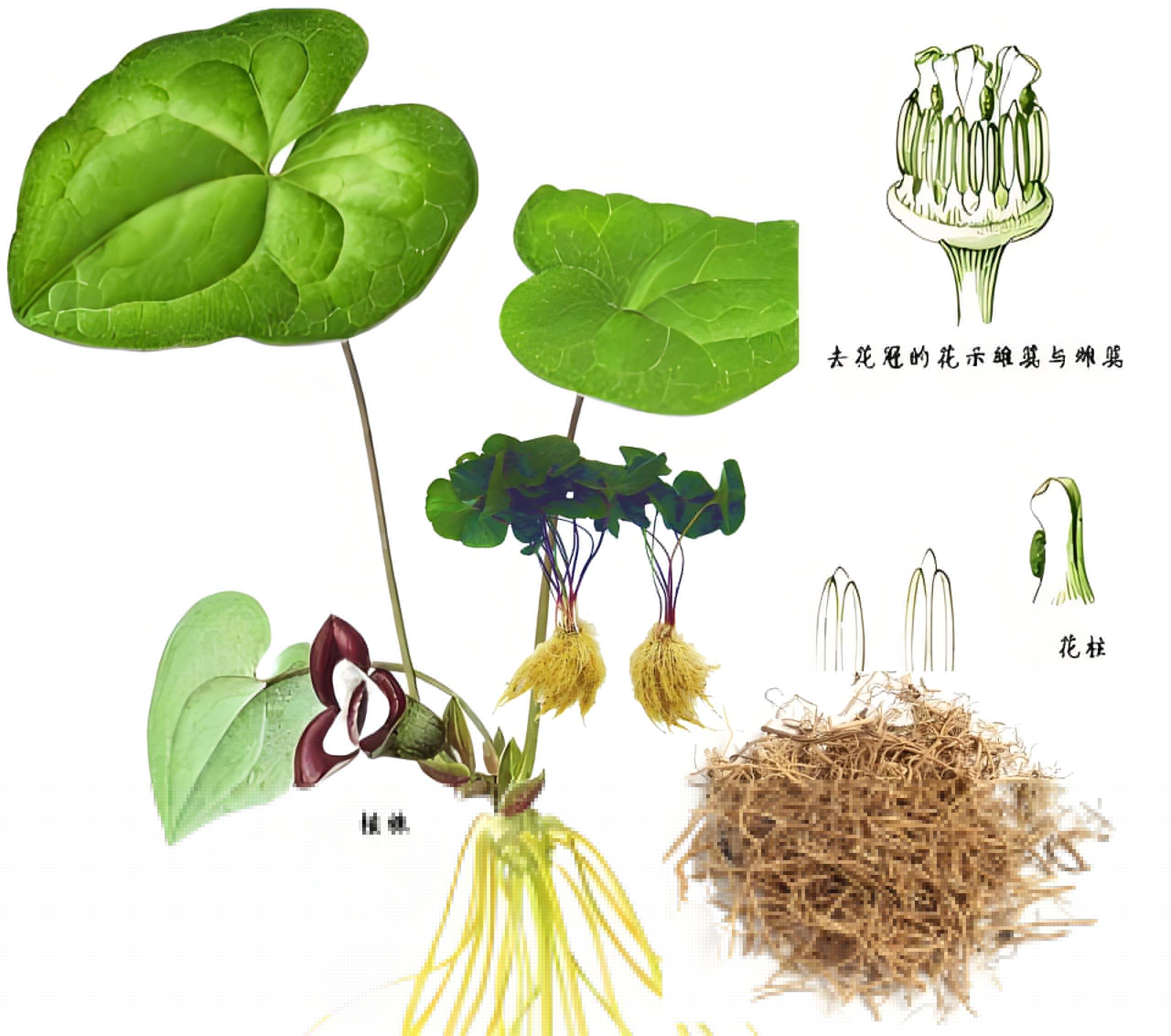 細(xì)辛：止痛 溫肺化飲 通竅