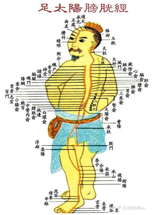 通天穴：主治頭痛，眩暈，鼻塞，鼻衄，鼻淵