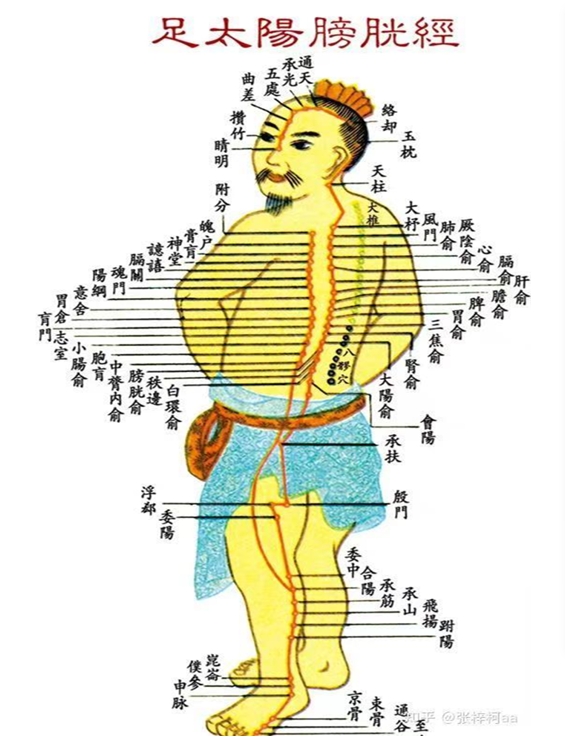 承光穴：主治頭痛、目眩、癲癇